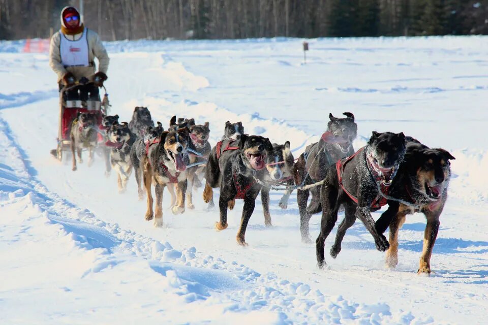 a group of people and a dog running in the snow