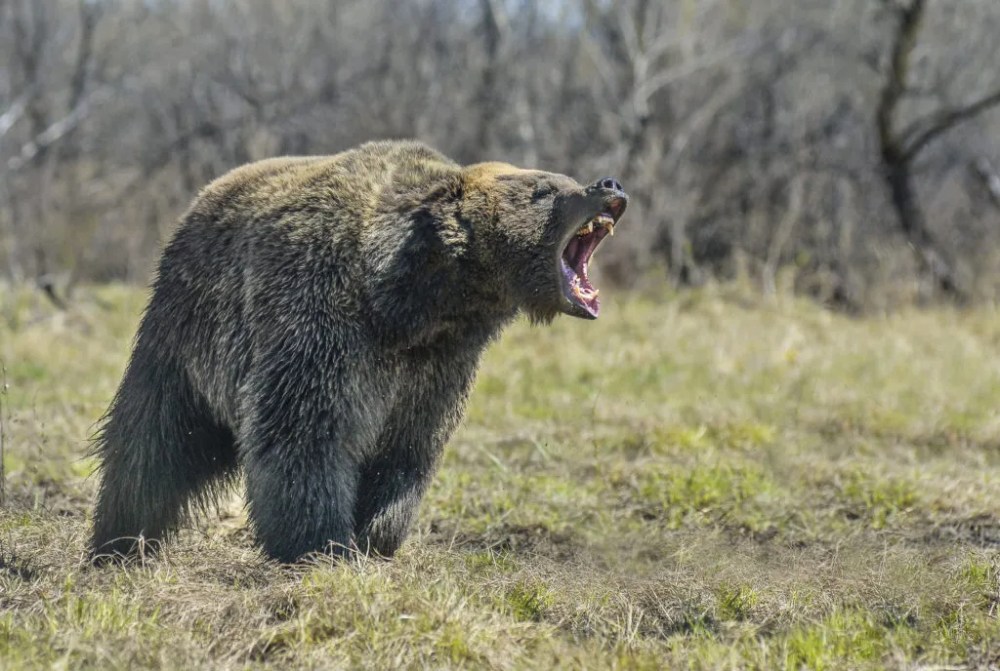 a large brown bear walking across a grass covered field
