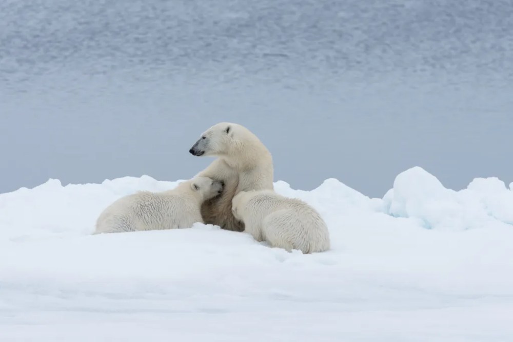 a polar bear in the snow