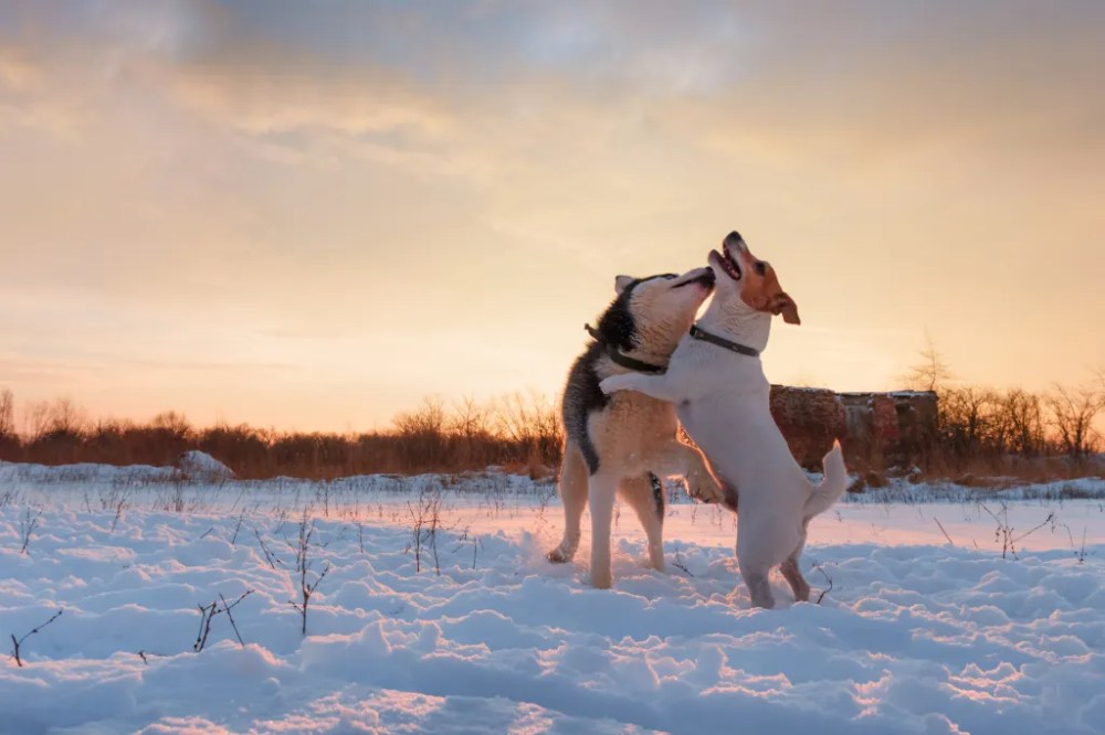 a dog standing on top of a snow covered field